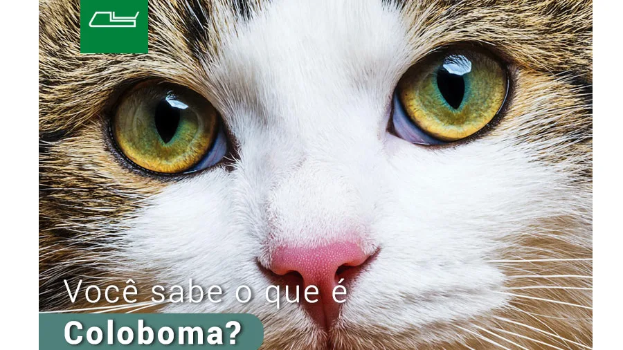 A Síndrome dos Olhos de Gato
