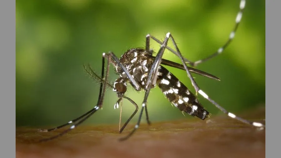 Dengue pode causar diversas complicações oculares